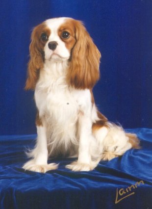 Charlottetown Aurora at Little