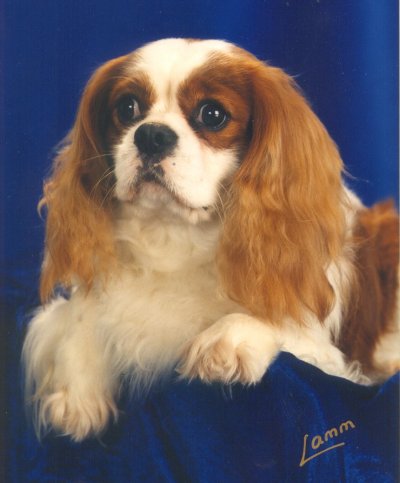 USA + Can CH Laughing Cap'n Marv'l at Little