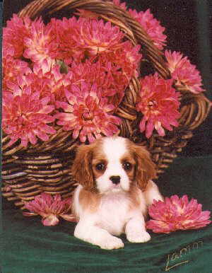 Little Charlotte Royal